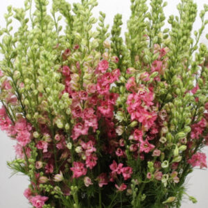 DELPHINIUM QIS AJACIS SOMMAR ROSA