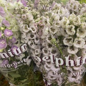 DELPHINIUM HYBRID MIX