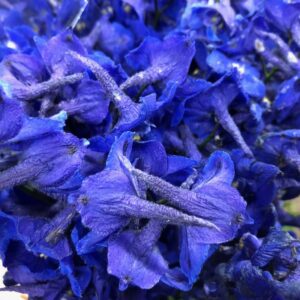 DELPHINIUM ATLANTIS BLÅ 70-80CM