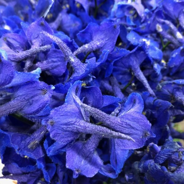 DELPHINIUM ATLANTIS BLÅ 70-80CM