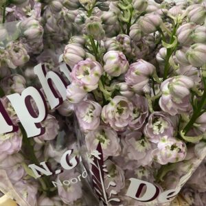 DELPHINIUM HYBRID ROSA