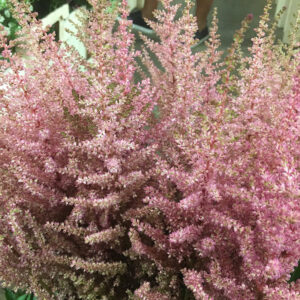 ASTILLBE MÖRKROSA