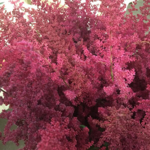 ASTILLBE MÖRKRÖD