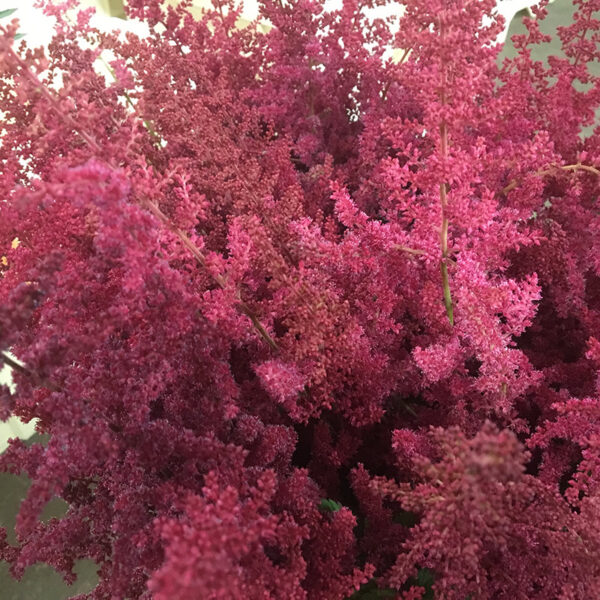 ASTILLBE MÖRKRÖD