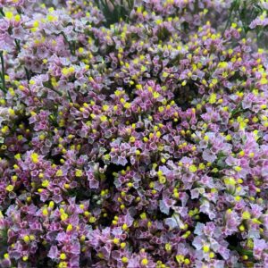 LIMONIUM TIFFANY ROSA