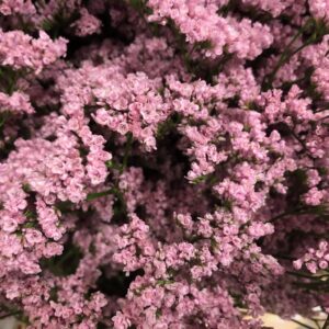 LIMONIUM ANOUCHKA ROSA