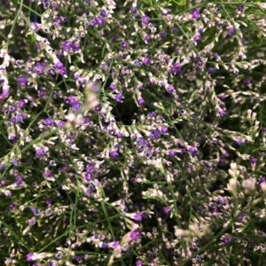 LIMONIUM BELTLAARD LILA