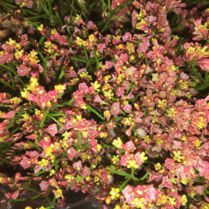 LIMONIUM MAXIMA RÖDORANGE