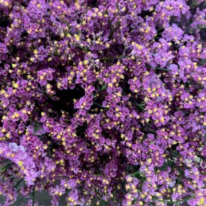 LIMONIUM PRINCESS DIAMOND ROSA 70CM