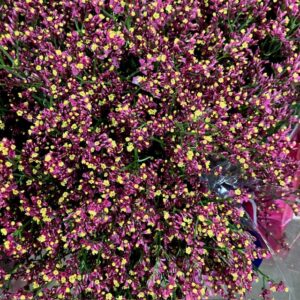 LIMONIUM SCARLETT DIAMOND RÖD