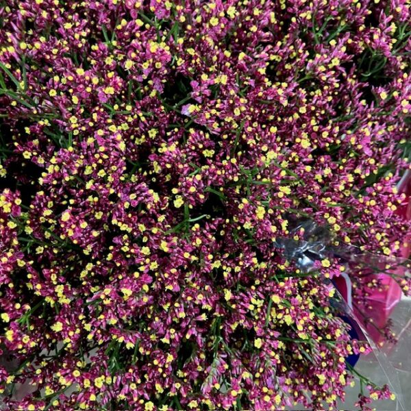LIMONIUM SCARLETT DIAMOND RÖD