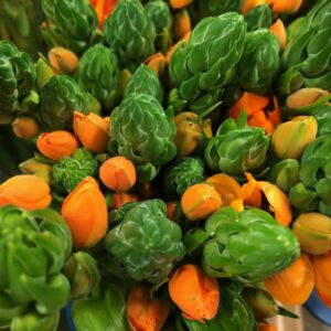 ORNITHOGALUM DUBIUM ORANGE
