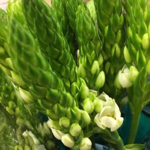 ORNITHOGALUM WHITE STAR