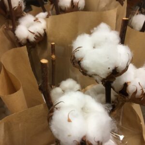 BOMULL PÅ KVIST (BOLLAR)