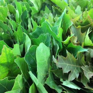 EKBLAD NATURELLA x10