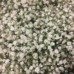 GYPS NATURELL VIT M GLITTER X25