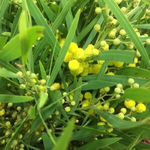 MIMOSA FLORIBUNDA 400GR/BUNT