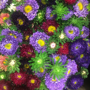 BUNT ASTER NL x10