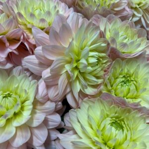 DAHLIA DIANAS MEMORY LJUSROSA