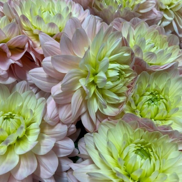 DAHLIA DIANAS MEMORY LJUSROSA