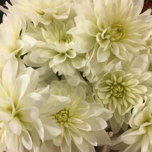 DAHLIA VIT ÖPPEN BLOMMA
