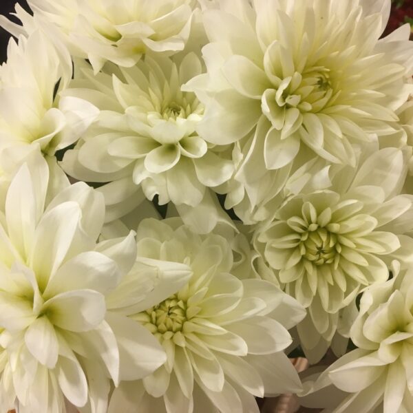 DAHLIA VIT ÖPPEN BLOMMA