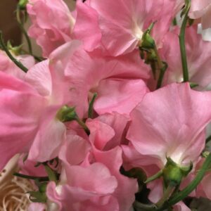 LATHYRUS LUKTÄRT MIX