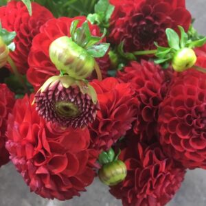 DAHLIA RÖD