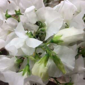 LATHYRUS LUKTÄRT VIT