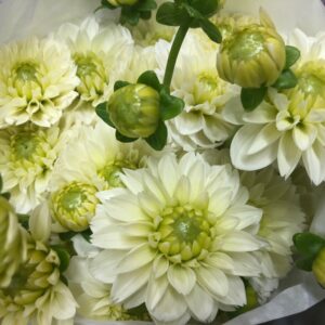 DAHLIA CREME