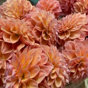 DAHLIA LINDAS BABY BOLL APRIKOS