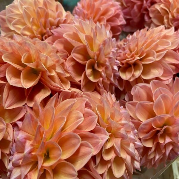 DAHLIA LINDAS BABY BOLL APRIKOS