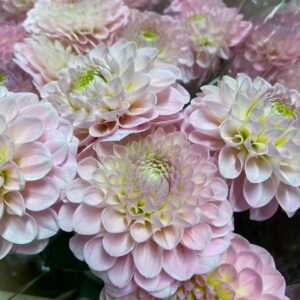 DAHLIA WIZARD OF OZ LJUSROSA