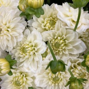 DAHLIA VIT POLAR ICE