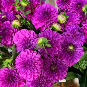 DAHLIA PURPLE FOX LILA