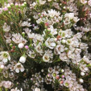 WAXBLOMMA NATUR VIT M GLITTER