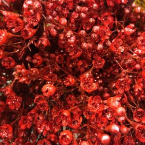 WAXBLOMMA FÄRGAD RÖD M GLITTER