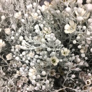 WAXBLOMMA FÄRGAD VIT M GLITTER