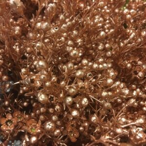 WAXBLOMMA FÄRGAD KOPPAR M GLITTER