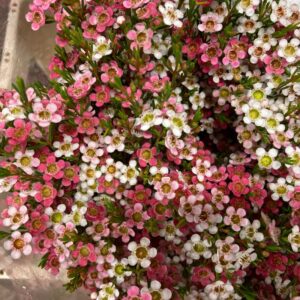 WAXBLOMMA MY SWEET 2-F x25 70CM