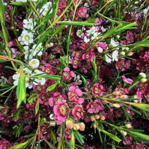 WAXBLOMMA DUAL STAR ROSA/VIT X25