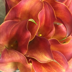 CALLA CAPTAIN TRINITY ORANGE