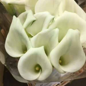 CALLA CHRISTAL BLUSH VIT 65-70CM