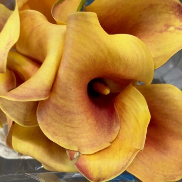 CALLA CAPAIN ODEON ORANGE