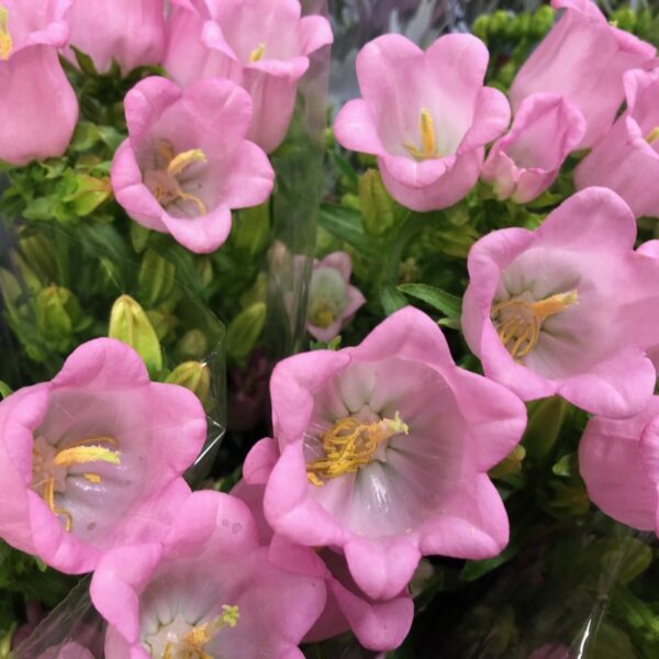 CAMPANULA ROSA