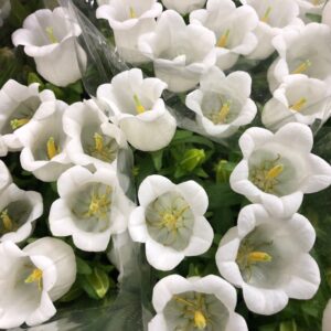 CAMPANULA VIT
