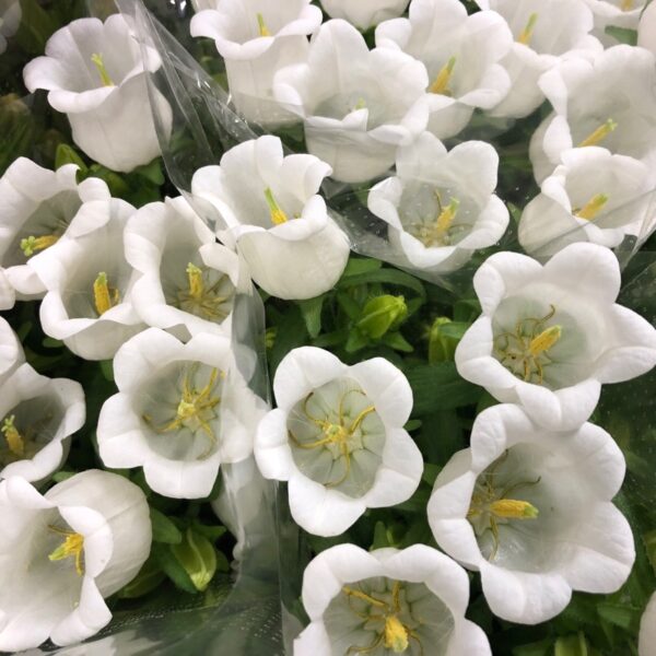 CAMPANULA VIT