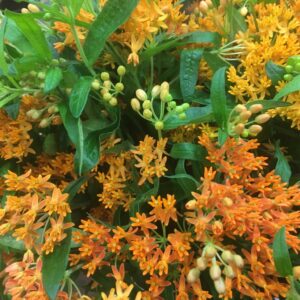 ASCLEPIAS TUBEROSA ORANGE