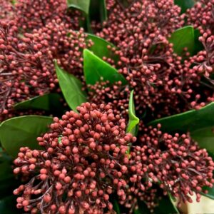 SKIMMIA BUNT RÖD