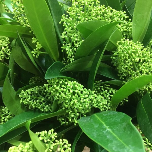 SKIMMIA BUNT GRÖN